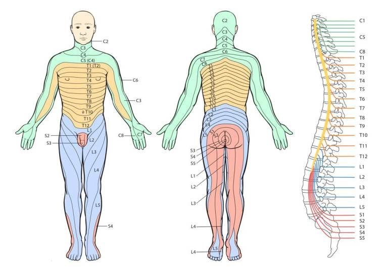 Dermatomes 3